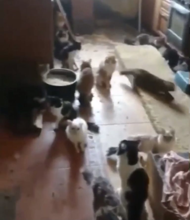 В Подмосковье пенсионер жил в квартире с 50 кошками