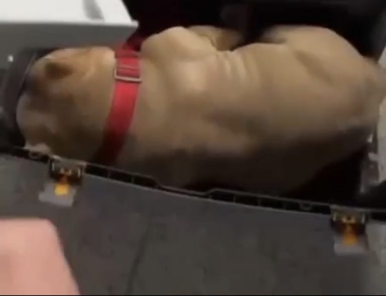 Собака погибла во время поездки на борту «Аэрофлота»