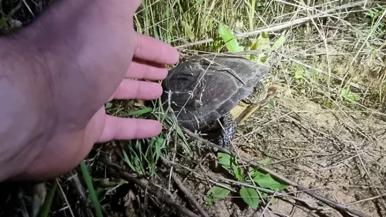 Дети нашли редкий вид черепахи в Подмосковье
